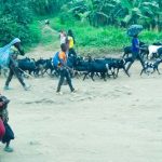 Nord-Kivu: Deux groupes de wazalendos s’affrontent pour se disputer 6 petits sacs de farine de manioc et font fuir tous les habitants du village Kasugho