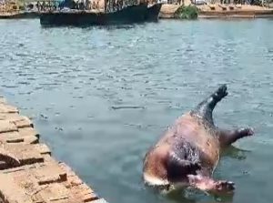 Nord-Kivu: Urgence sanitaire au Parc des Virunga; Mystérieuse mortalité d’hippopotames le long de la Semuliki à Beni